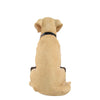 Pittsburgh Steelers NFL Yellow Labrador Statue